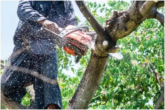 tree services Clarence